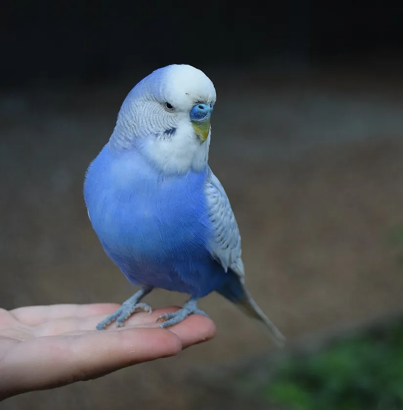 A close-up of a budgie's head, showing its distinct facial features and cere.