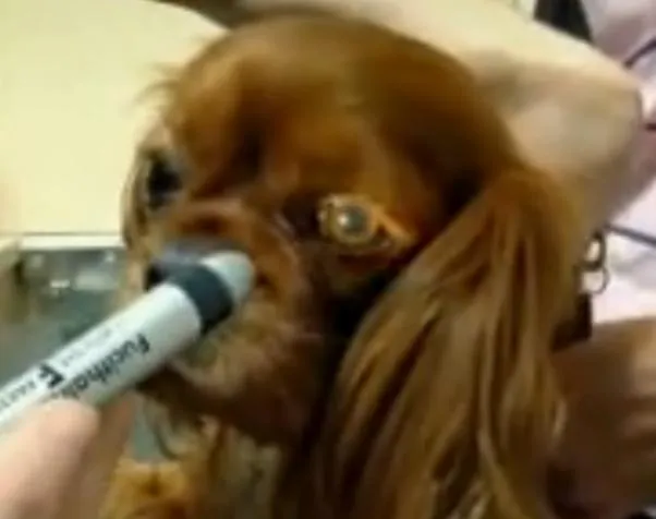 A close-up of a Cavalier King Charles Spaniel's eyes being examined