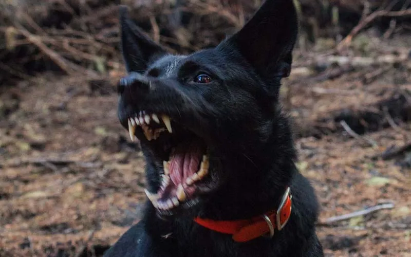 A close-up of a dog with an intense, possibly aggressive, facial expression, highlighting potential behavioral issues