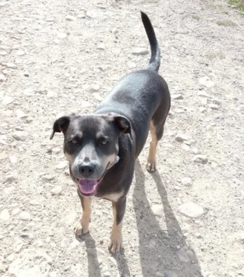 A close-up of a dog's face with soft, gentle eyes, no visible tension, signifying peace and relaxation.