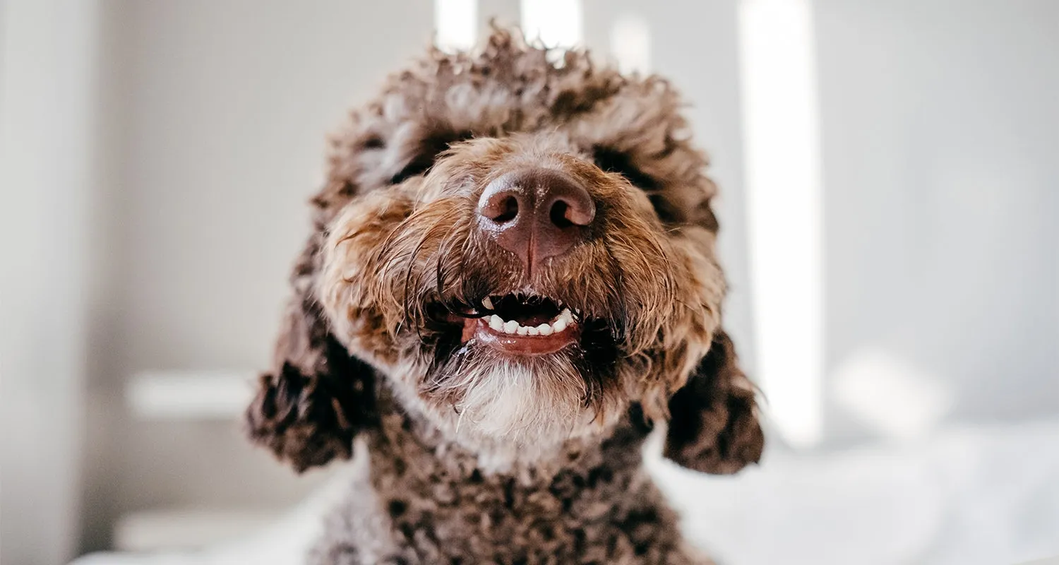 A close-up of a dog's wet nose, symbolizing healthy breathing and the focus on respiratory health for pets.