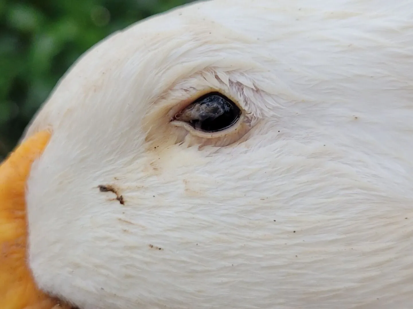 A close-up of a duck's head, showing a slightly irritated eye area, representing an eye infection