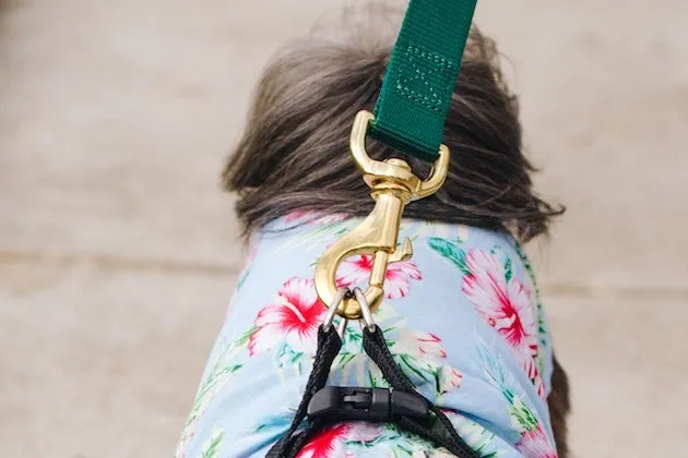 A close up of a green leash with a bolt snap closure attached to a dog harness.