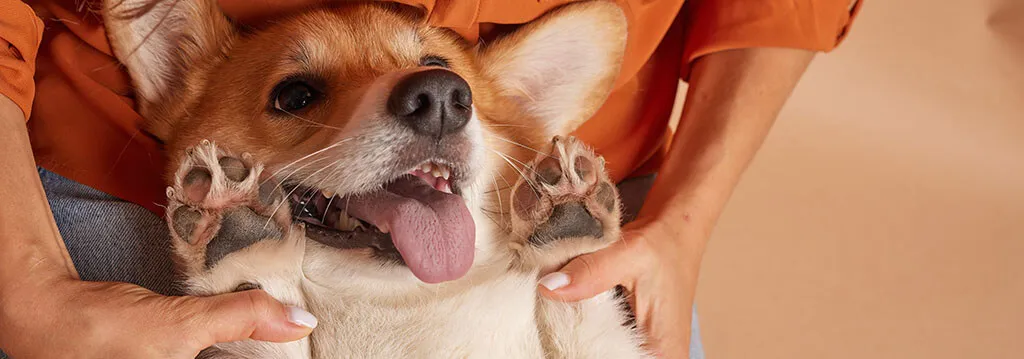 A close-up of a happy Corgi lying on its back, paws up in the air, with its tongue out and mouth open, looking playful and excited.