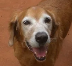 A close-up of a happy senior Golden Retriever, showcasing its loving expression.