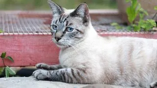 A close-up of a lynx point cat's face, highlighting its blue almond-shaped eyes and subtle tabby markings on its forehead.