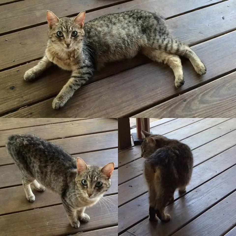 A close-up of a Manx cat named Nubz with a rumpy tail
