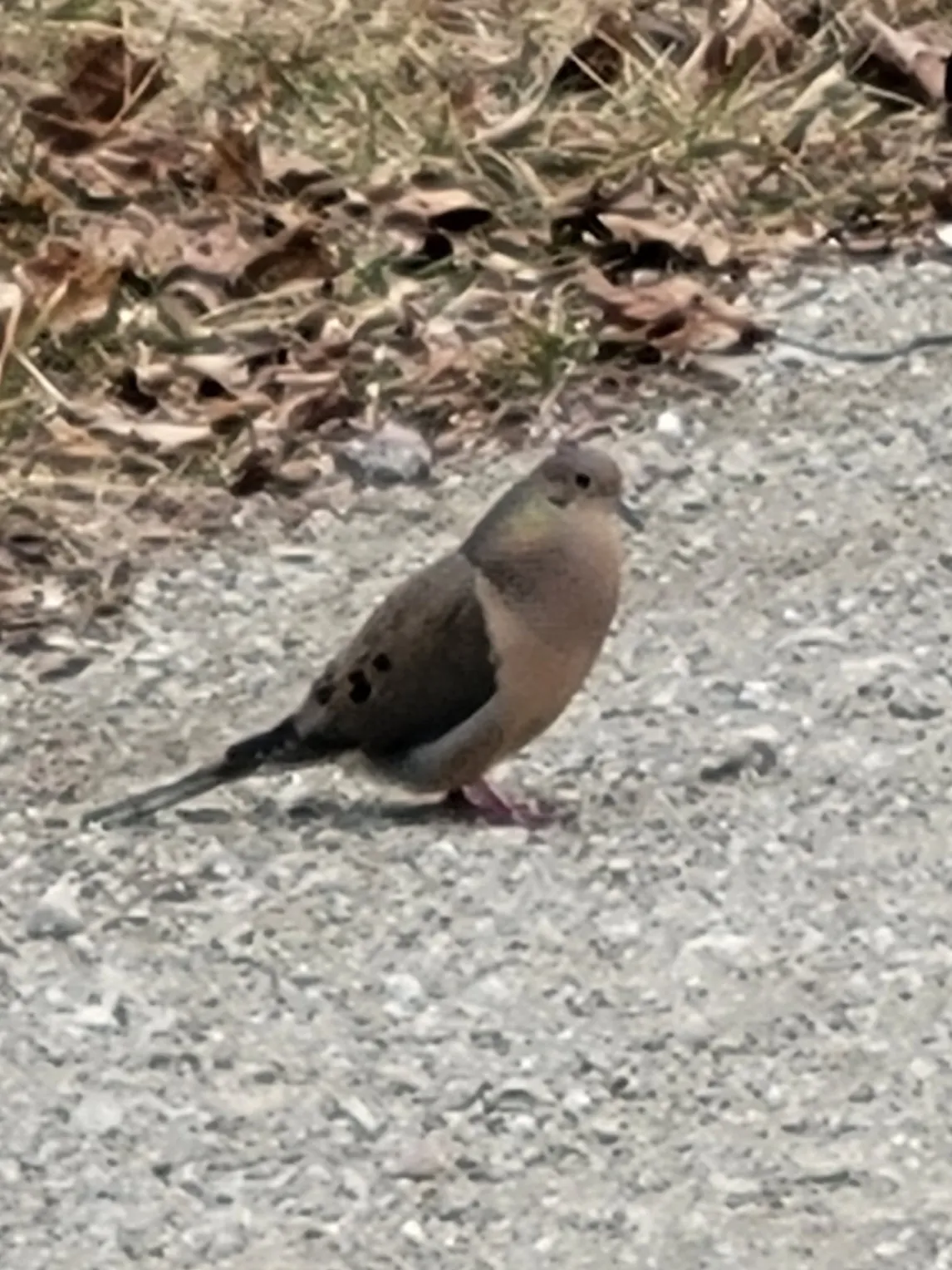 A close-up of a Mourning Dove cooing, a key part of their courtship ritual in early spring