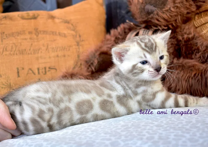 A close-up of a Seal Mink Snow Bengal kitten's face, showing its distinctive blue-green eyes and spotted pattern.