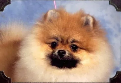 A close-up of a tan Pomeranian with a fluffy coat and small, alert ears, framed against a bright sky, looking straight ahead.