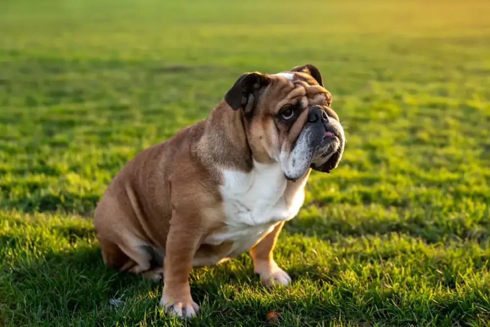 A close-up of an English Bulldog's expressive face, highlighting its distinctive wrinkles and flat snout