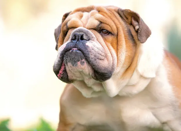 A close-up of an English Bulldog's face, showing its characteristic wrinkles and a calm expression.