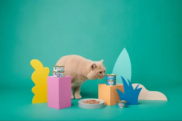 A close-up of cat food being poured, symbolizing a healthy diet.