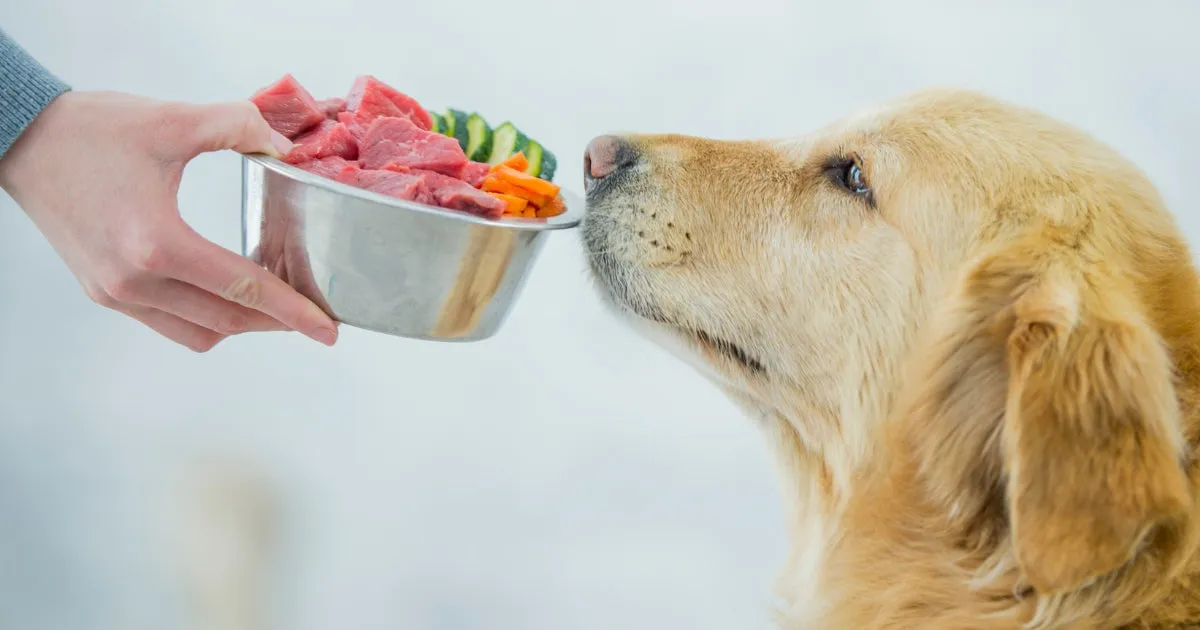 A close-up of dry dog food kibble, emphasizing quality ingredients for skin health.