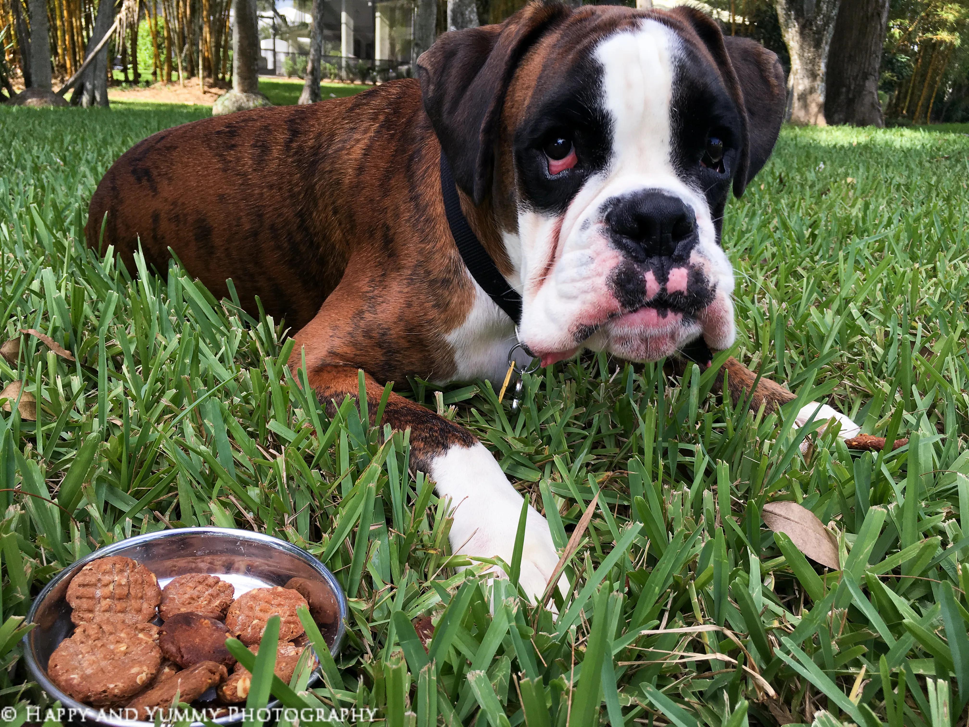 A close-up of freshly baked peanut butter dog cookies with an 'x' mark