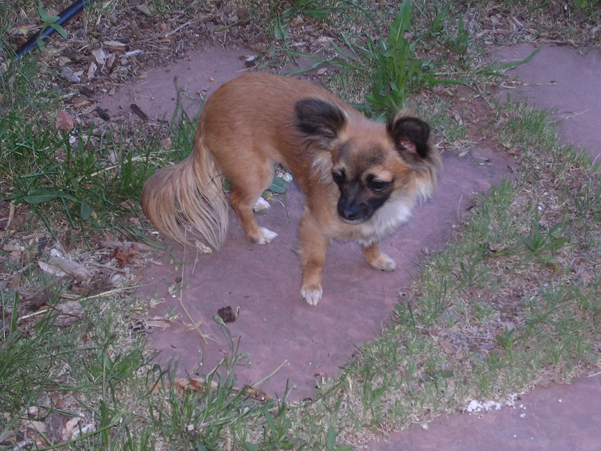 A close-up of Frida, a long-haired Chihuahua, highlighting her fluffy tail held high and her large, expressive ears