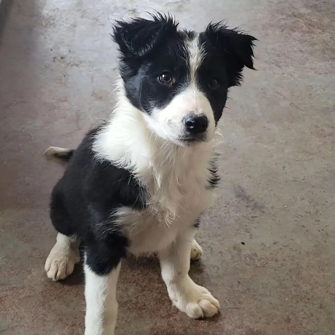A close-up portrait of a fluffy Australian Shepherd Border Collie mix puppy with bright eyes