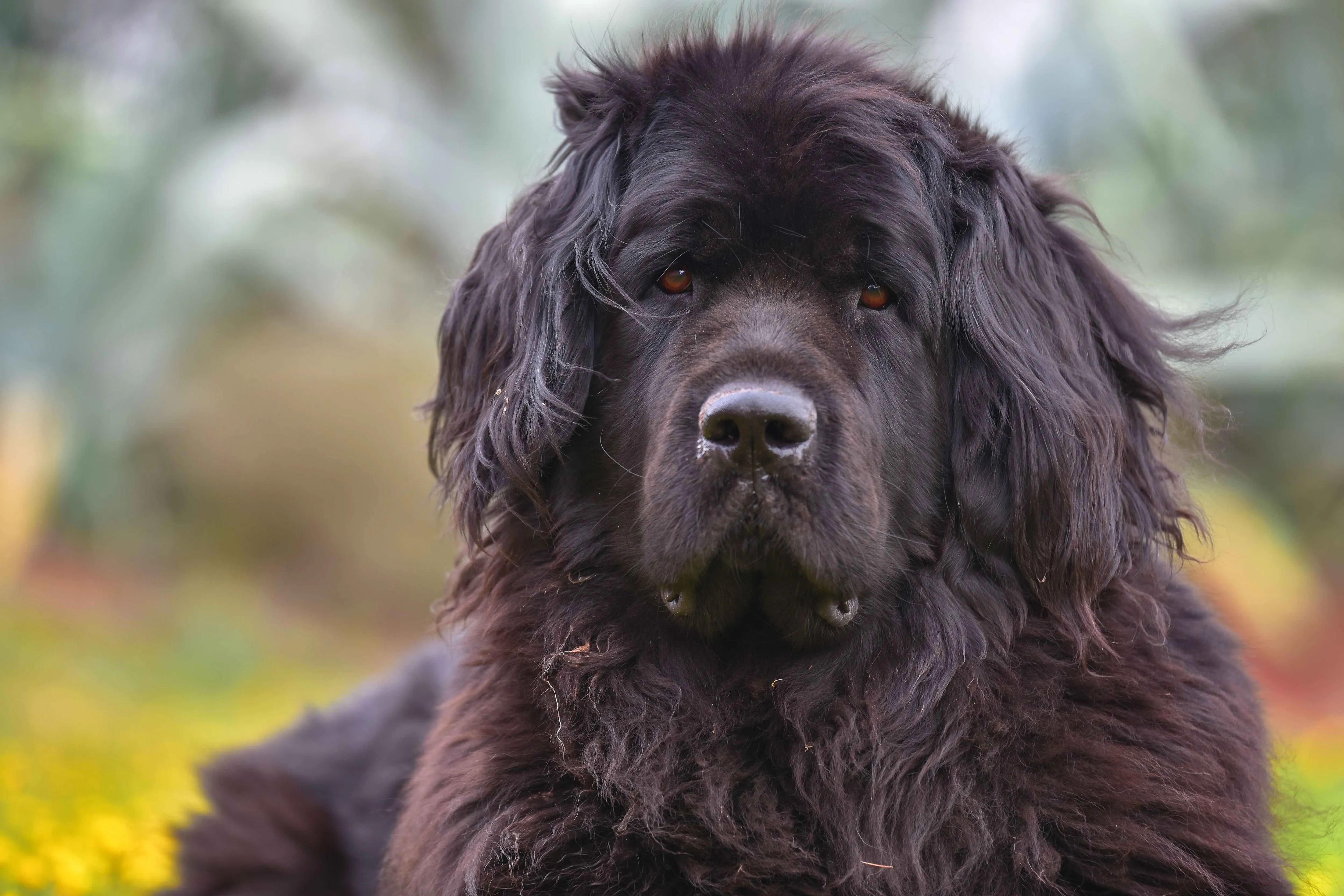 A close-up portrait of a magnificent black Newfoundland dog staring intently at the camera
