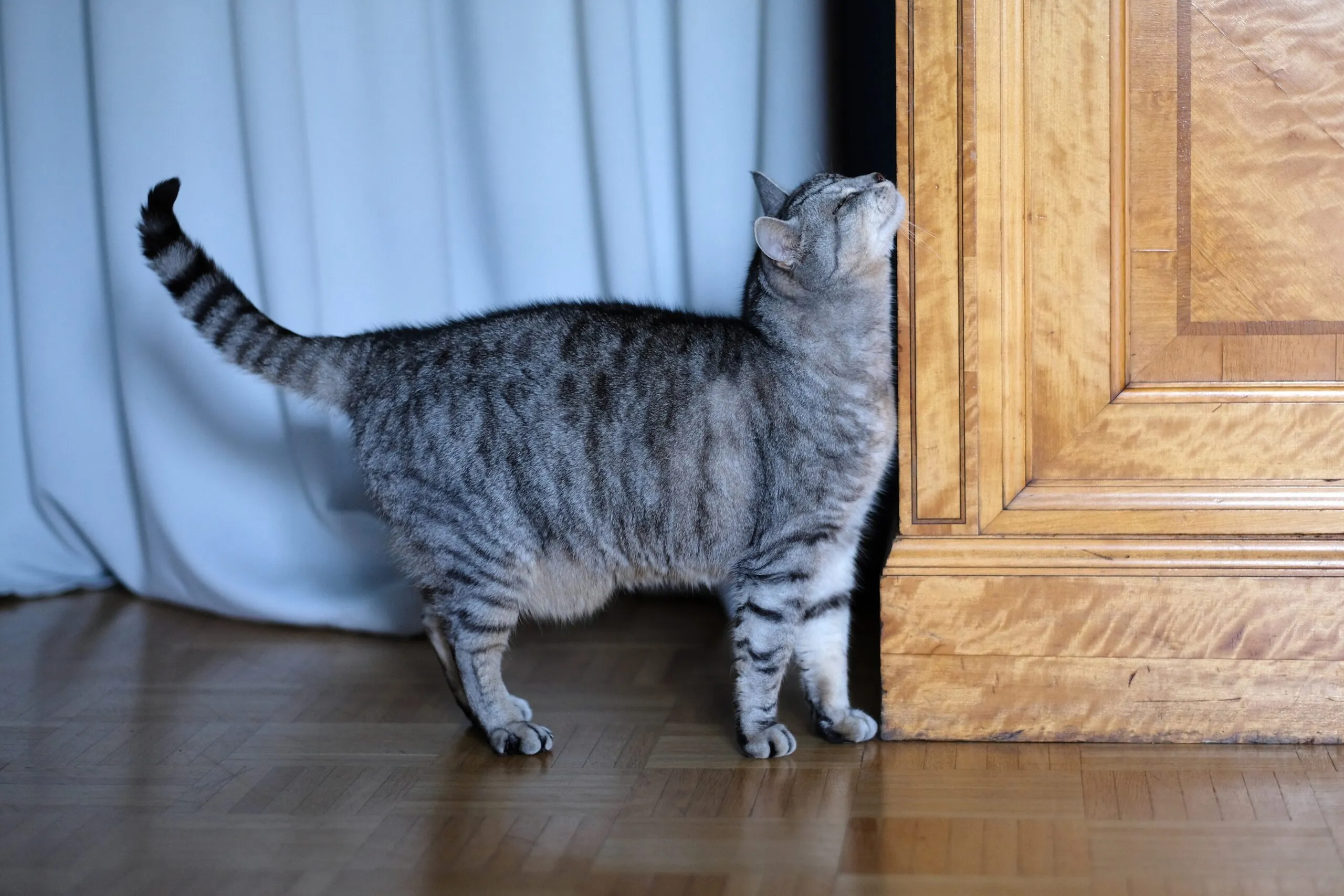 A close-up shot of a cat's chin, emphasizing the scent glands located there, as it rubs against a surface.