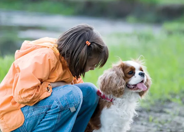 A close-up shot of a Cavalier King Charles Spaniel puppy receiving a gentle ear cleaning from its owner, highlighting routine hygiene.