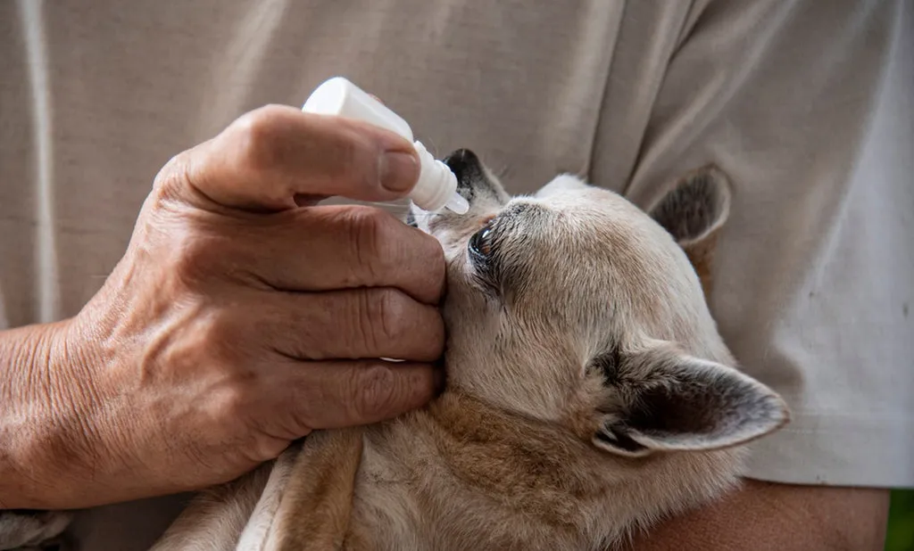 A close-up shot of a human hand gently administering eye drops into a dog’s eye, focusing on care and comfort