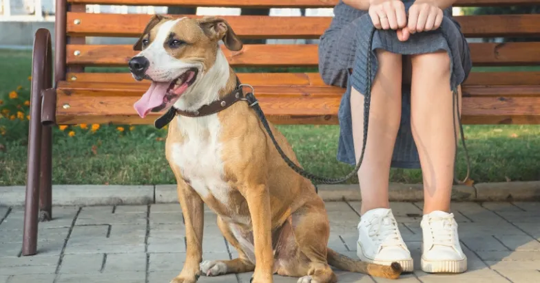 A close-up shot of a Pitbull wearing a leash and collar, looking attentively at its owner