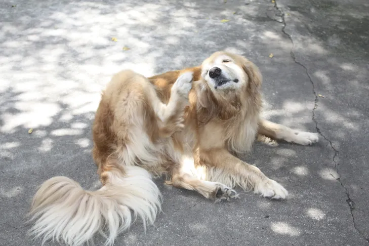 A close-up view of a Golden Retriever scratching its head outdoors due to an itch.