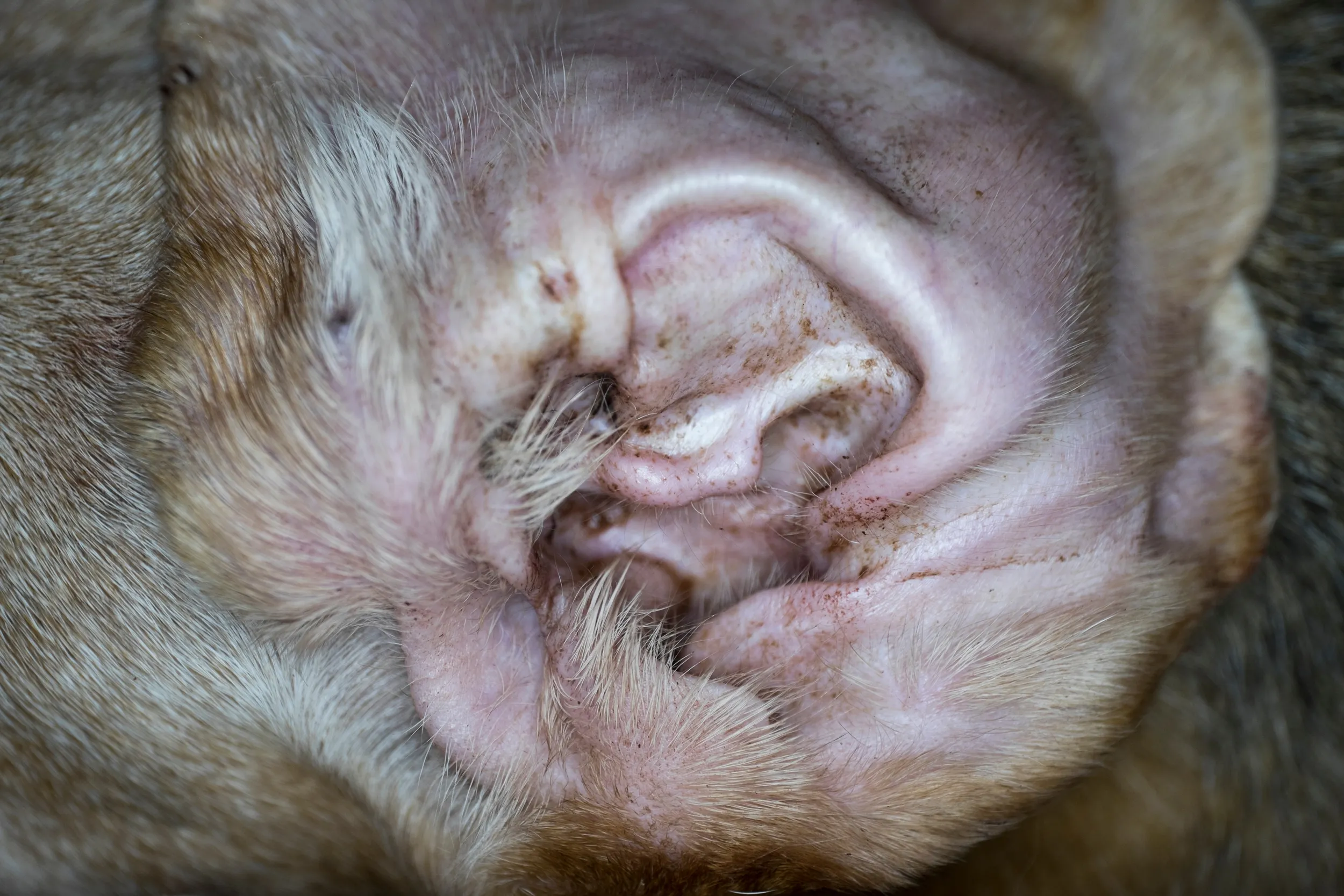 A close-up view of ear mites inside a dog's ear canal, showing the tiny parasites and irritation.