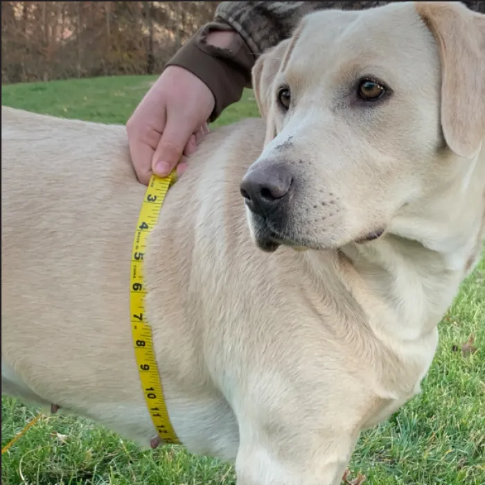 A close-up view showing the correct method to measure a dog's chest circumference for accurate sizing