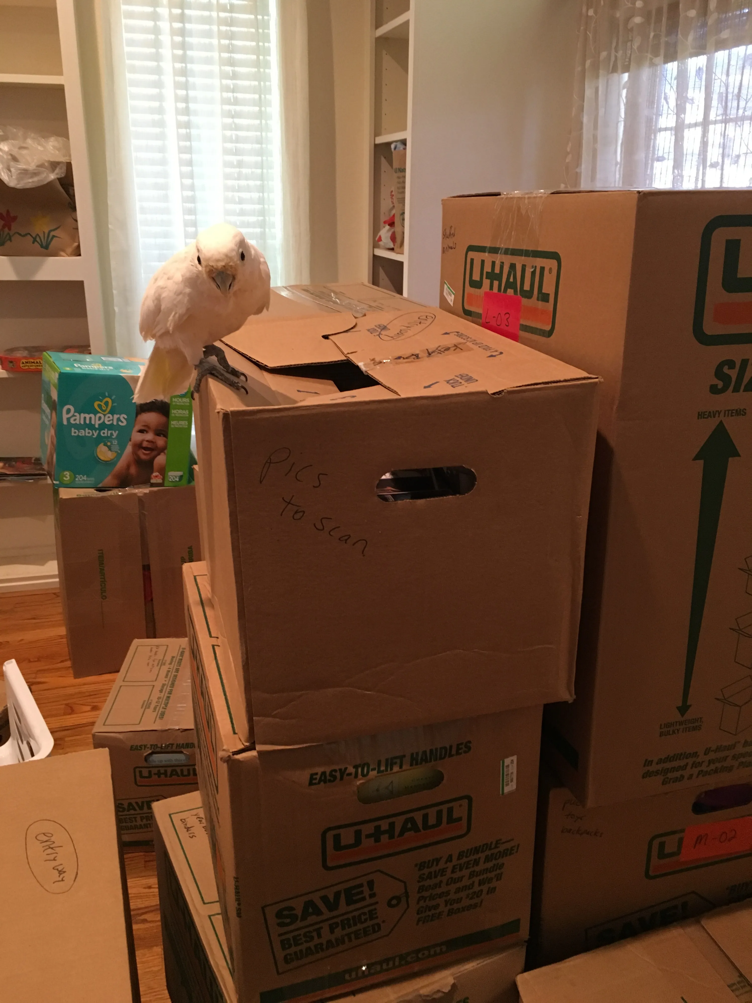 A cockatiel chewing on the edge of a cardboard moving box.