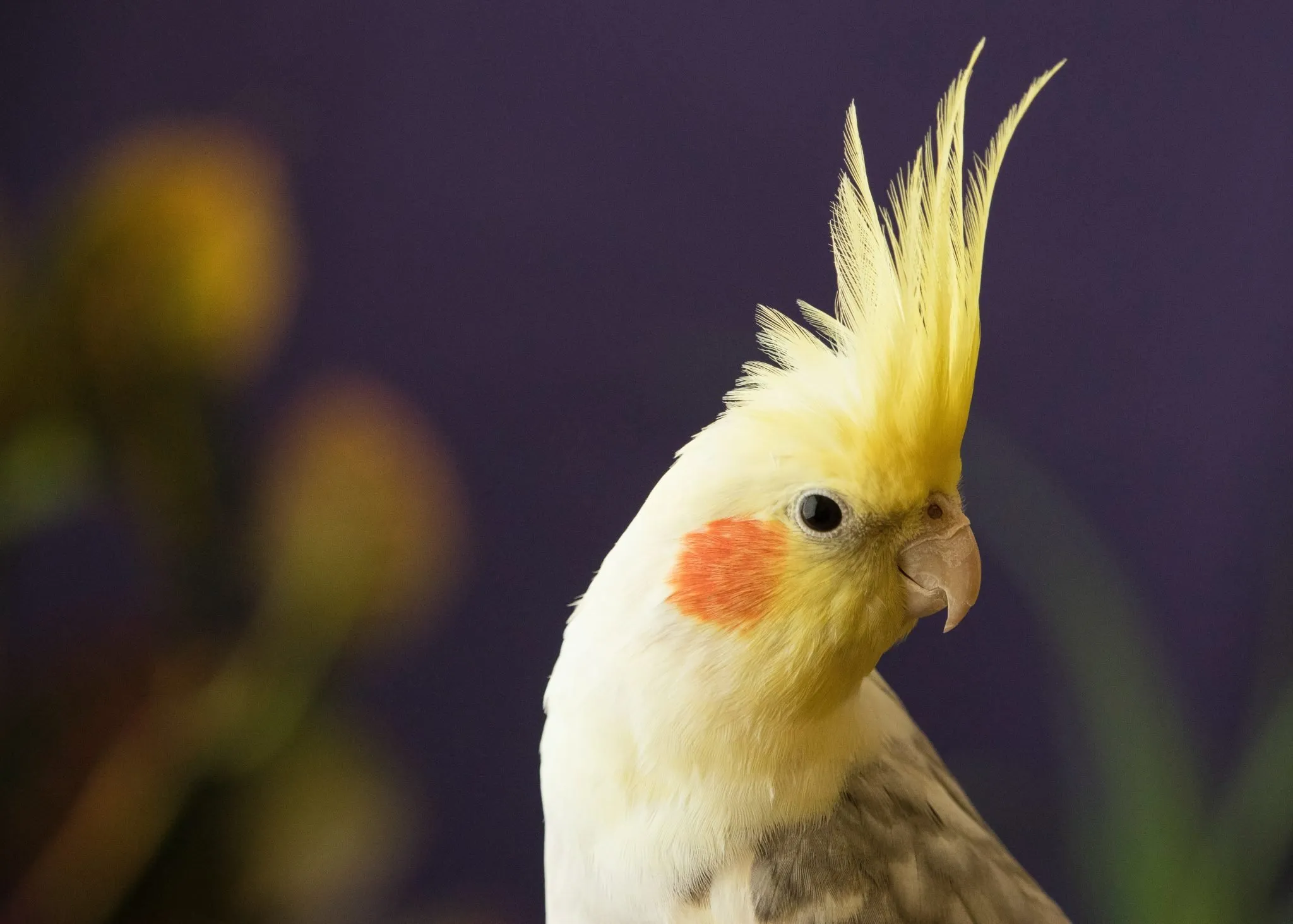 A cockatiel with blushing orange cheeks and a distinctive yellow crest, displaying its sociable charm