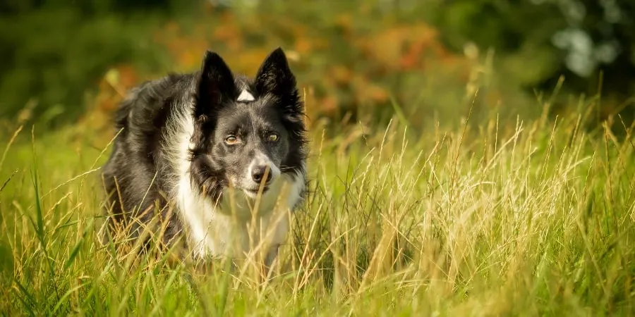 A collage of various dog breeds known for their high prey drive, including a Greyhound, a Border Collie, and a Terrier.
