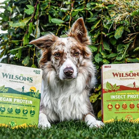 A collie dog looking inquisitively at a bowl of insect protein dog food, suggesting a novel and healthy option