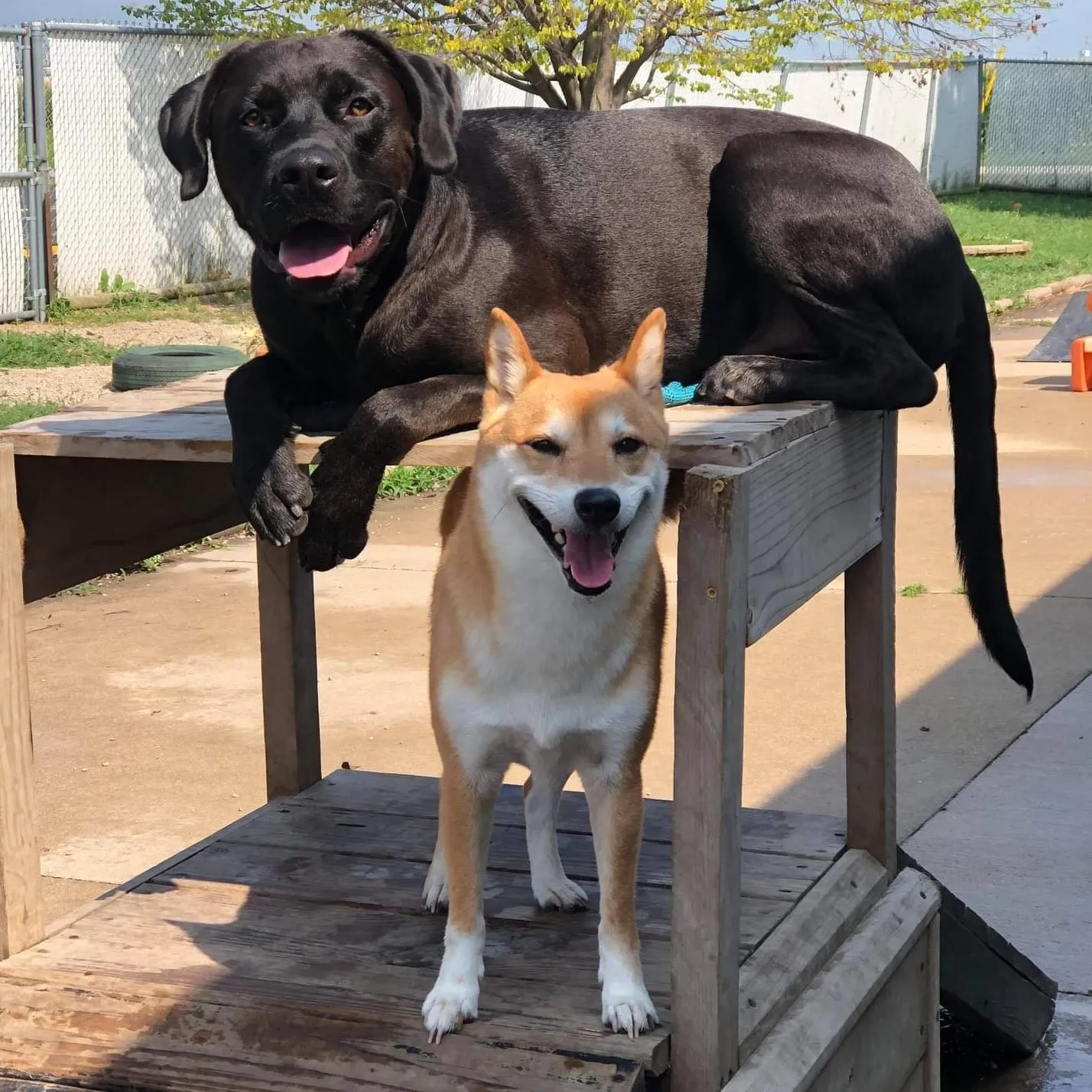 A comfortable and clean dog boarding suite designed for relaxation