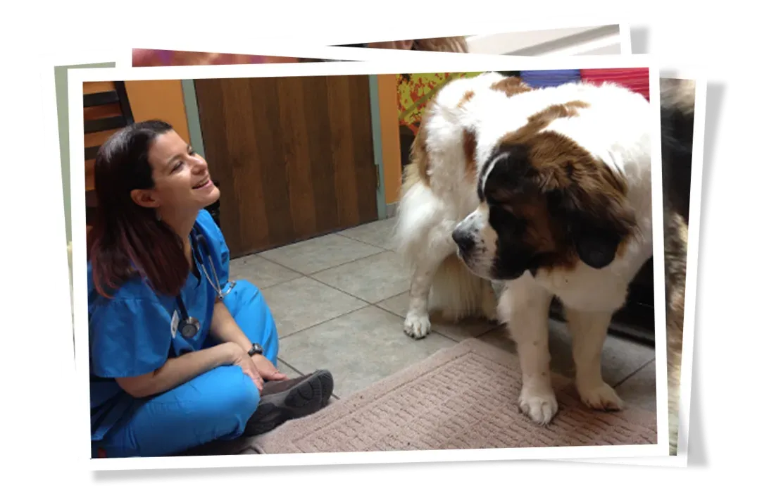 A compassionate veterinarian examining a dog on a clinic table, representing personalized holistic pet care