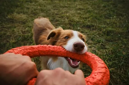 A concerned pet owner comforting their dog in a veterinary waiting room.