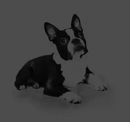 A content adult mini breed dog enjoying a meal, demonstrating healthy eating habits