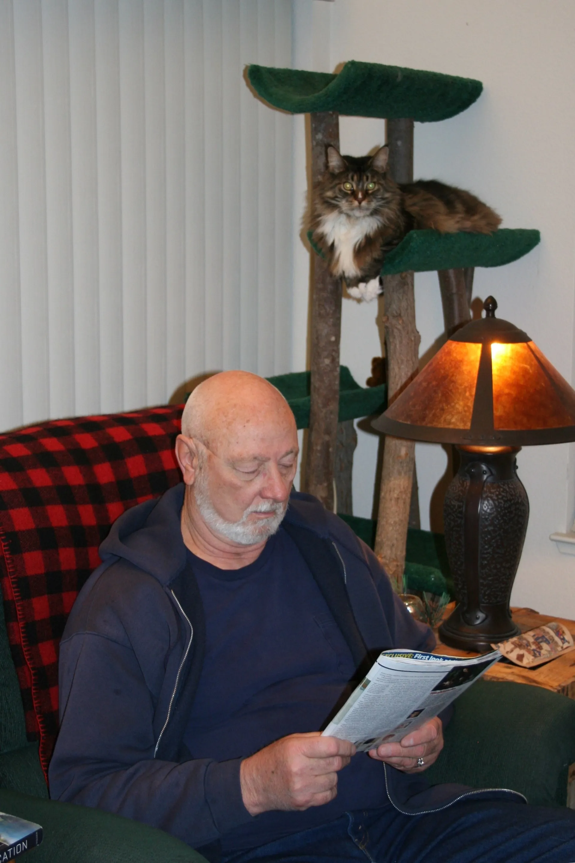 A content cat relaxing comfortably in a multi-level cat boarding cabin, looking out from its window.