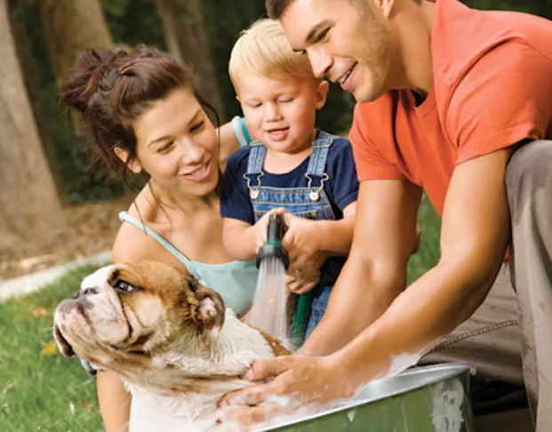 A content English Bulldog looking directly at the camera with a gentle expression, likely indoors.