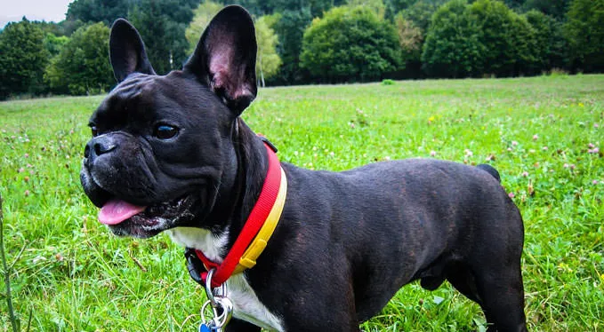 A content French Bulldog looking up, symbolizing good health.