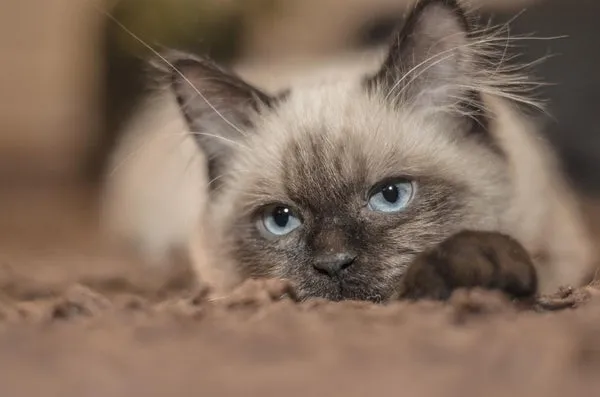 A content Siamese cat lying on a bed, looking relaxed and comfortable.