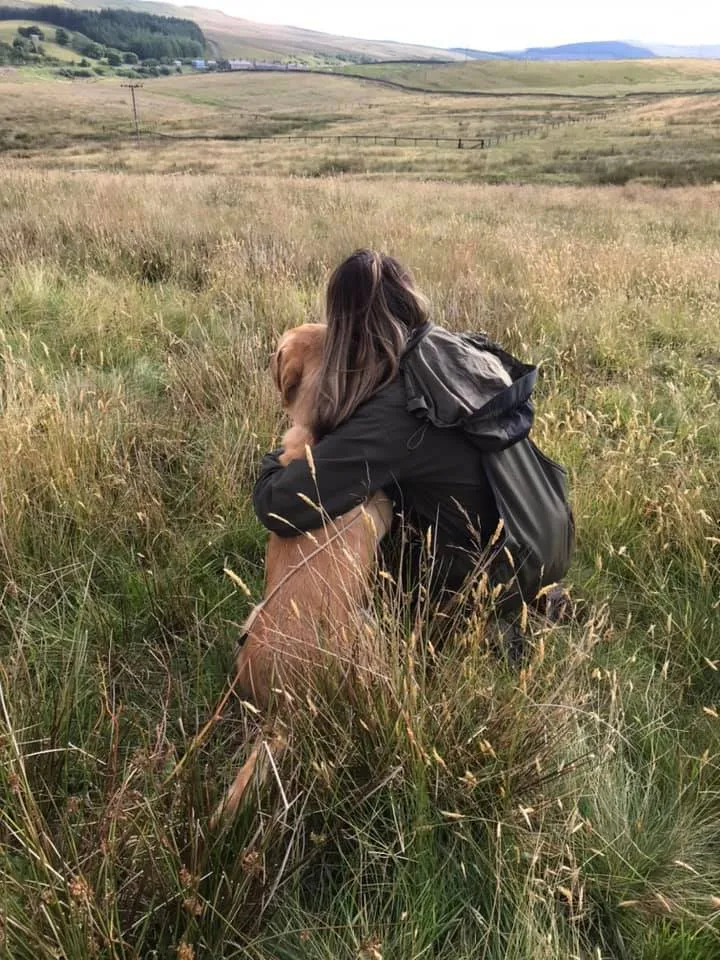 A content working line Labrador relaxing indoors