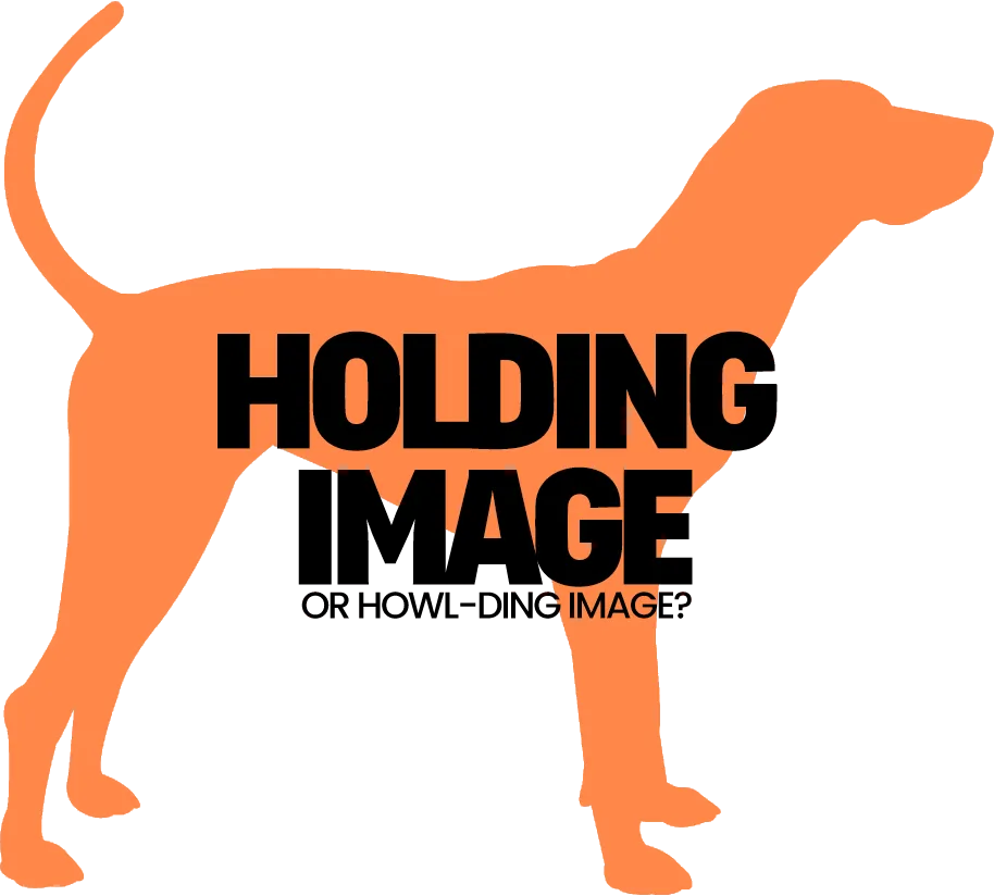 A Coonhound wearing a harness and holding a leash, showcasing a dog in a walking scenario