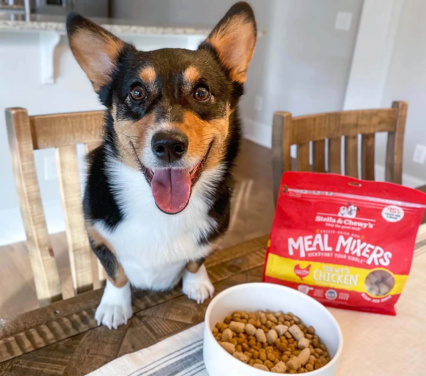 A Corgi enjoying Stella & Chewy's freeze-dried raw chicken meal mixers as a food topper.