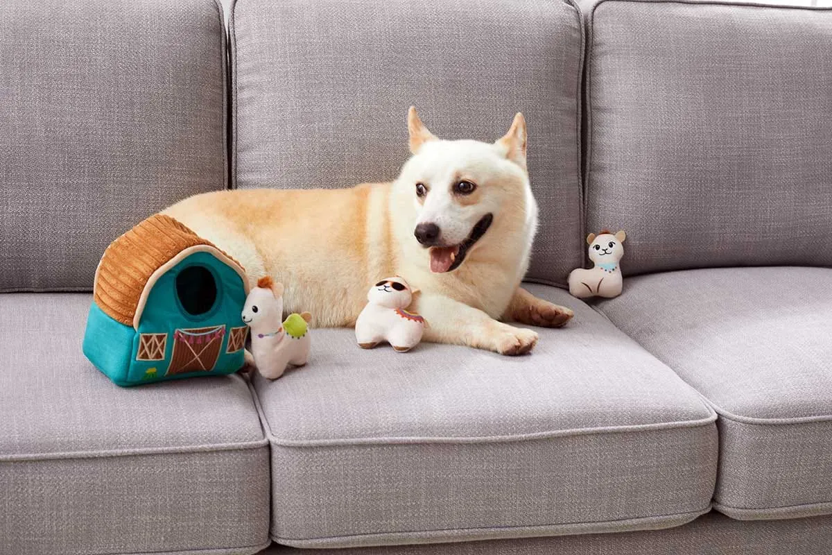 A Corgi puppy attempting to extract small plush llamas from a plush puzzle barn, demonstrating mental engagement.