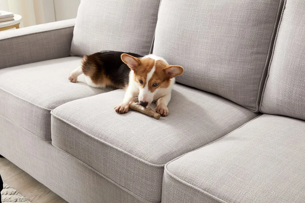 A Corgi puppy happily playing with a Petstages Dogwood Puppy chew toy, specifically designed for young dogs.