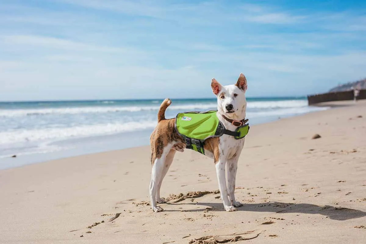 A Corgi wearing a green Dawson dog life jacket with reflective strips, standing on a sandy beach
