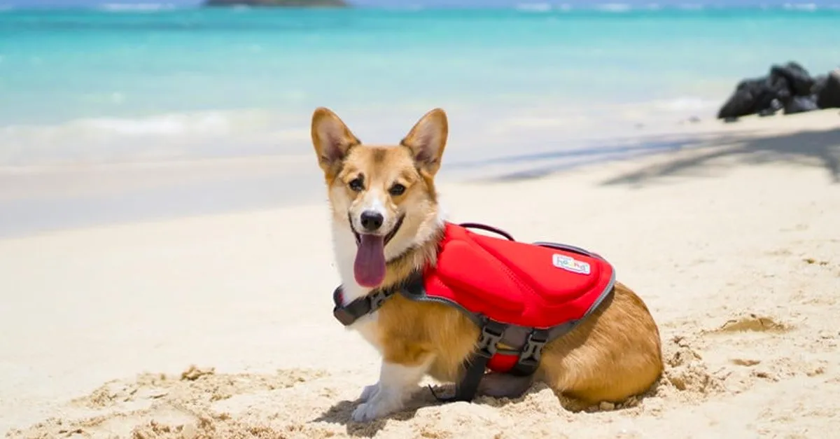 A Corgi wearing a red Dawson Swim Dog Life Jacket, standing in clear blue water with a playful expression