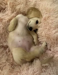 A cream long-haired miniature dachshund puppy, Daisy, looking alert and sweet while sitting outdoors.
