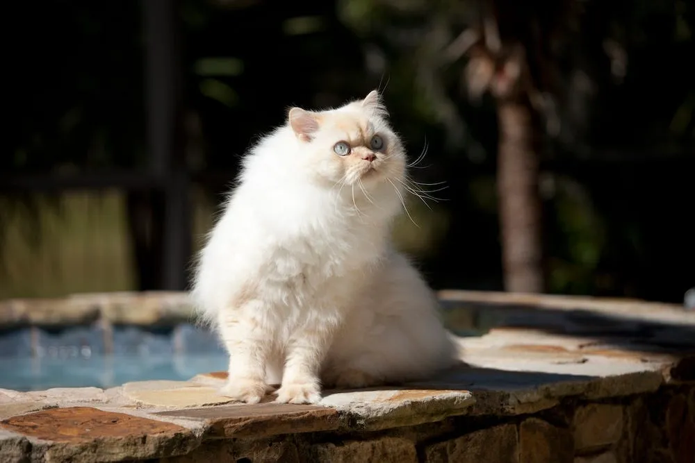 A Cream Point Himalayan cat showing its subtle point coloration.